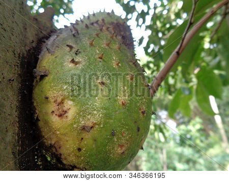 Soursop, Prickly Custard Apple. (annona Muricata L./sirsak) On Tree In The Garden