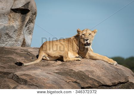 Lioness Sits On Sunny Kopje Watching Camera