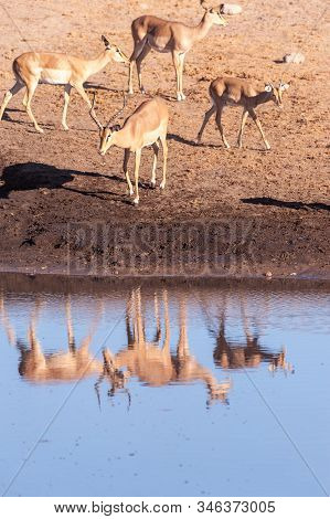A Group Of Impalas -aepyceros Melampus- Drinking From A Waterhole In Etosha National Park, Namibia.