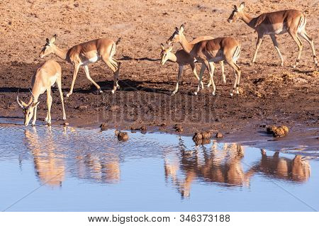 A Group Of Impalas -aepyceros Melampus- Drinking From A Waterhole In Etosha National Park, Namibia.