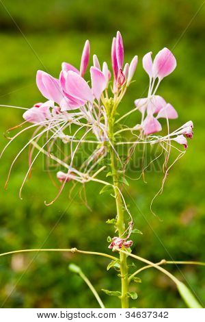 Cleome o fiore di ragno, un alto fiorito annuale