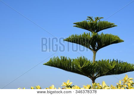 Nature Of Tree Of 3 Shape For Use Background