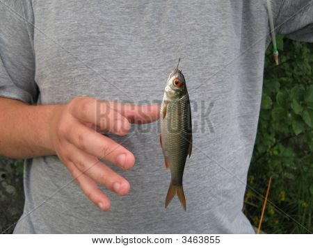 die gefangenen Fische