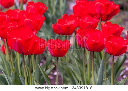 Beautiful Bright Red Tulips In The Photo With A Blurred Background And Soft Focus Trick For Greeting