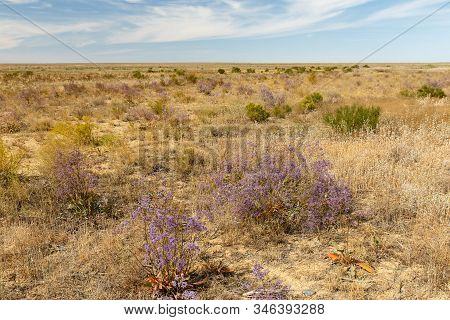 Flowers In The Steppe, Beautiful Landscape Of Kazakhstan.