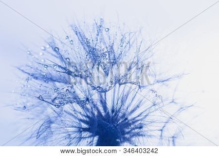 Beautiful Dew Drops On A Dandelion Seed Macro.
