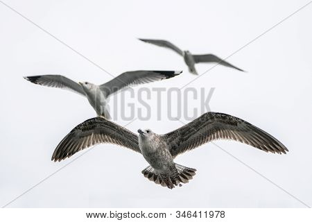 Juveniele Caspian Gull (larus Cachinnans) And A Two Adult Caspian Gulls Flying Above The Water Of Th
