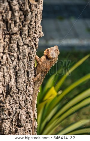 Oriental Garden Lizard (calotes Versicolor) In Kanchanaburi, Thailand
