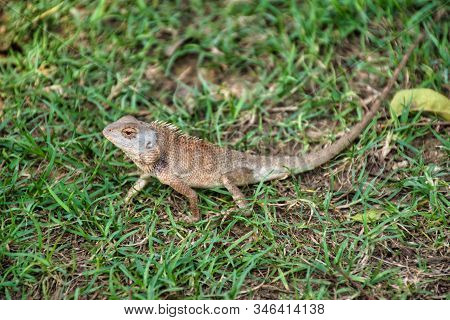Oriental Garden Lizard (calotes Versicolor) In Kanchanaburi, Thailand