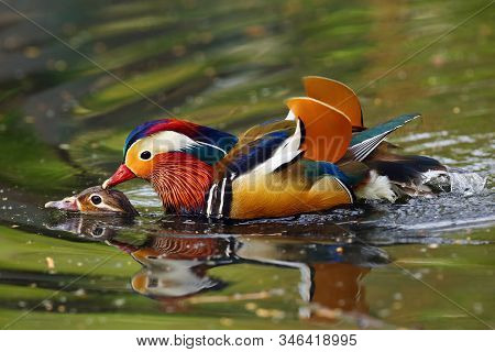 The Mandarin Duck (aix Galericulata) Mating Time Of Mandarin Ducks. Pair Of Ducks During Courtship.