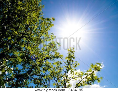 Árvore bonita e sol de Primavera