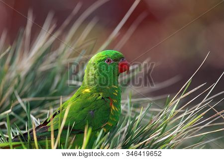The Scaly-breasted Lorikeet (trichoglossus Chlorolepidotus) Sitting On The Ground In The Grass. Gree
