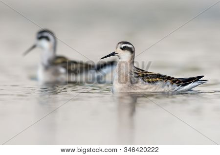 Two Young Red-necked Phalaropes Swim Close Together In Soft Sunny Weather
