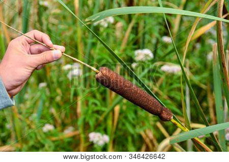 The Aquatic Plant Typha Gracilis: Easy To Find Along The Banks Of Ponds And Lakes. With Flat, Narrow