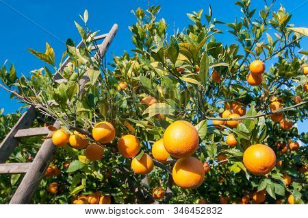 Orange Harvest Time