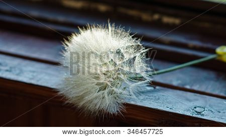 Dandelion At Sunset . Freedom To Wish. Dandelion Silhouette Fluffy Flower On Sunset Sky