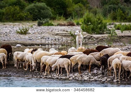 Pastoral Dog With Cropped Ears With Sheep By The River