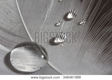 An Extreme Close-up Photograph Of A Detail Of Two Soft White Feather With Black Background And Watr 
