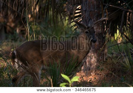 White Tail Deer Buck At The Riverbend Park In Jupiter Florida