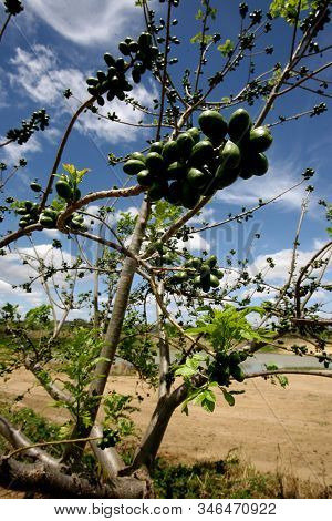 Vitoria Da Conquista, Bahia / Brazil - October 28, 2011: Seriguela Fruit Is Seen In A Plantation In 
