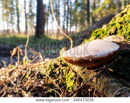 Frozen Small White Mushroom Amanita In Green Grass. Macro Photography Of Mushroom And Blur Forest On