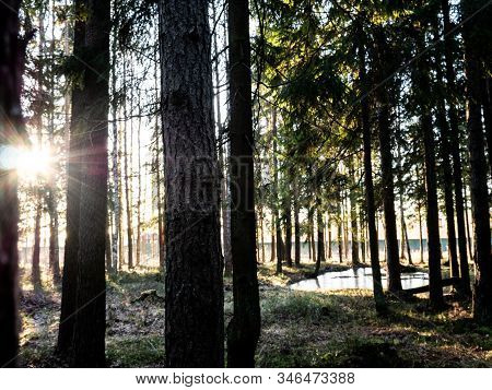 Beautiful Green Leafy And Coniferous Forest. Birch, Spruce, Hev. Early Spring. Pleasant Warm Light. 