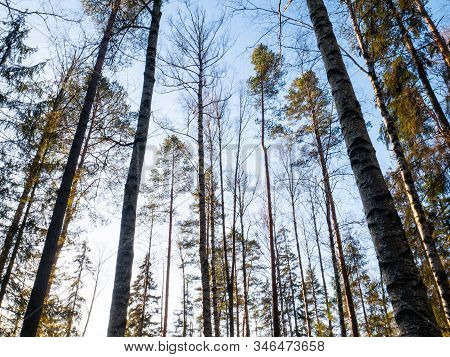 Beautiful Green Leafy And Coniferous Forest. Birch, Spruce, Hev. Early Spring. Pleasant Warm Light. 
