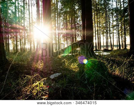 Beautiful Green Leafy And Coniferous Forest. Birch, Spruce, Hev. Early Spring. Pleasant Warm Light. 