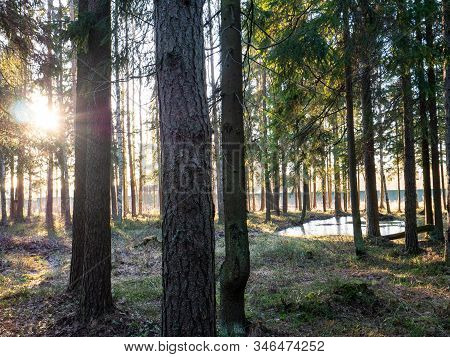 Beautiful Green Leafy And Coniferous Forest. Birch, Spruce, Hev. Early Spring. Pleasant Warm Light. 