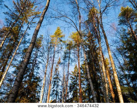 Beautiful Green Leafy And Coniferous Forest. Birch, Spruce, Hev. Early Spring. Pleasant Warm Light. 