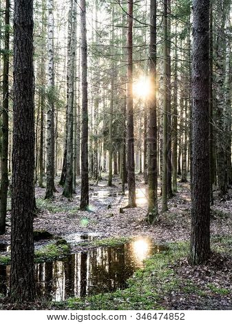 Beautiful Green Leafy And Coniferous Forest. Birch, Spruce, Hev. Early Spring. Pleasant Warm Light. 