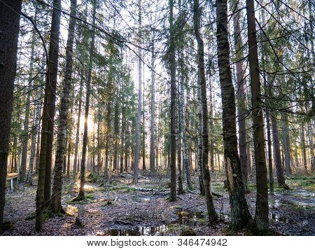Beautiful Green Leafy And Coniferous Forest. Birch, Spruce, Hev. Early Spring. Pleasant Warm Light. 