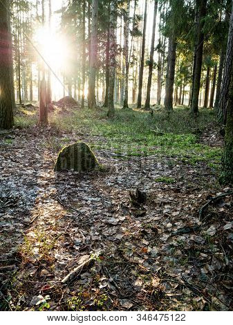 Beautiful Green Leafy And Coniferous Forest. Birch, Spruce, Hev. Early Spring. Pleasant Warm Light. 