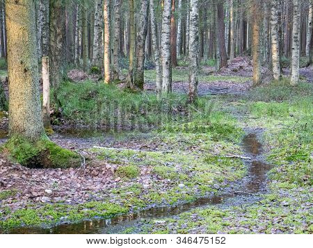 Beautiful Green Leafy And Coniferous Forest. Birch, Spruce, Hev. Early Spring. Pleasant Warm Light. 