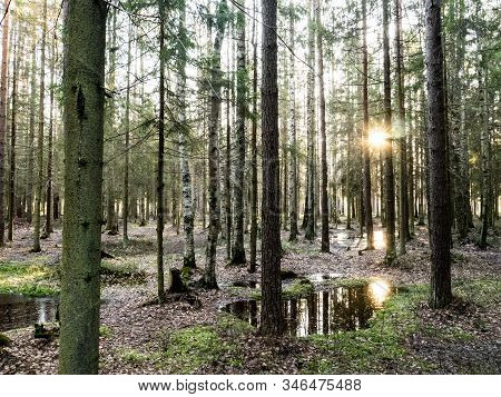 Beautiful Green Leafy And Coniferous Forest. Birch, Spruce, Hev. Early Spring. Pleasant Warm Light. 