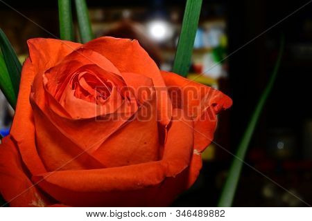 A Beautiful Opened Redr Ose Close Up