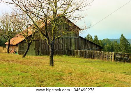 Historical Rustic Wooden Barn Surrounded By A Lush Field And A Pine Forest Taken In Rural Coastal No