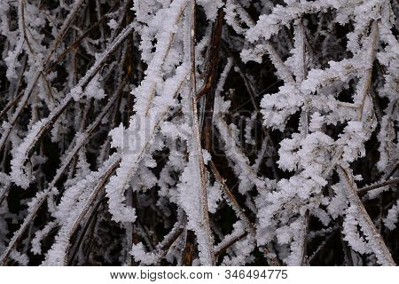 A Very Nice Winter And Rimy Tree