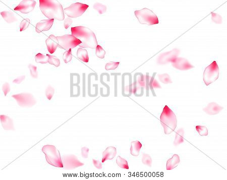 Pink Sakura Petals Confetti Flying And Falling Windy Blowing Background. Cosmetics Composition. Natu