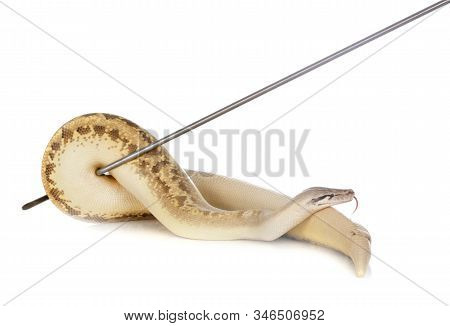 Python Brongersmai In Front Of White Background