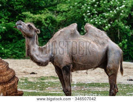 The Bactrian Camels, Camelus Bactrianus Is A Large, Even-toed Ungulate Native To The Steppes Of Cent