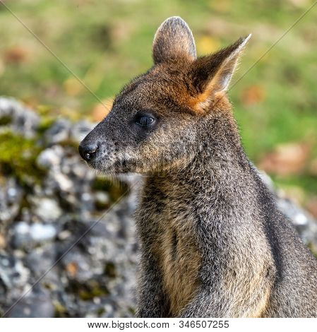 Swamp Wallaby, Wallabia Bicolor, Is One Of The Smaller Kangaroos. This Wallaby Is Also Commonly Know