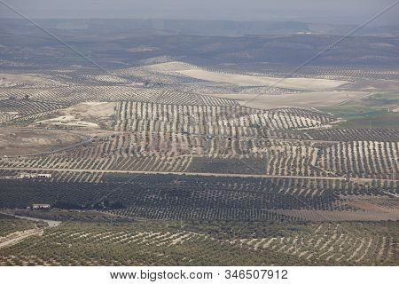 Olive Tree Fields In Andalusia. Spanish Agricultural Harvest Landscape. Jaen