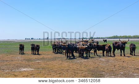 Aurochs Stand In The Field In The Hortobagy National Park In Hungary