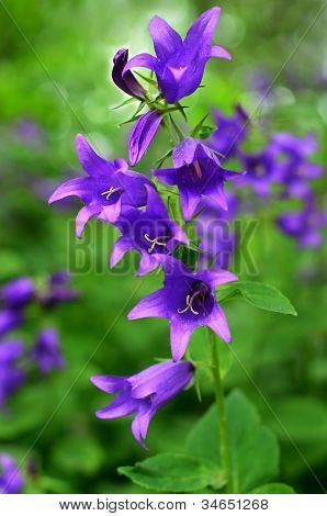 Campanula blomst