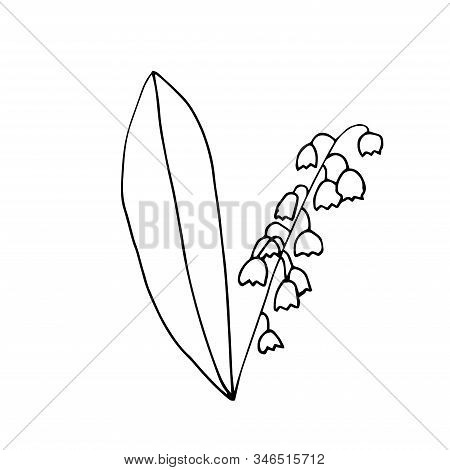 Vector Doodle Illustration Of The First Spring Flower Lily