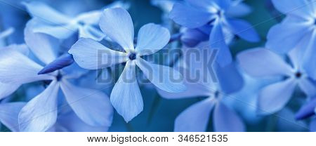 Phlox Divaricata - Wild Sweet William - Woodland Phlox - Wild Blue Phlox