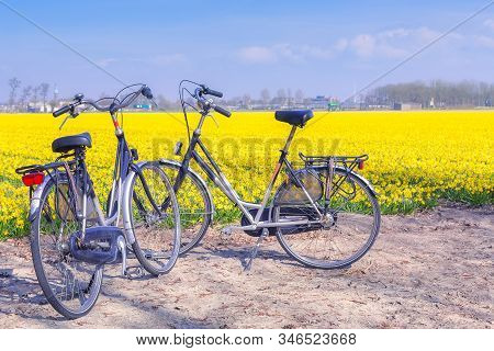 Two Bicycles Near Yellow Daffodil Blooming Flower Field In Netherlands, Lisse