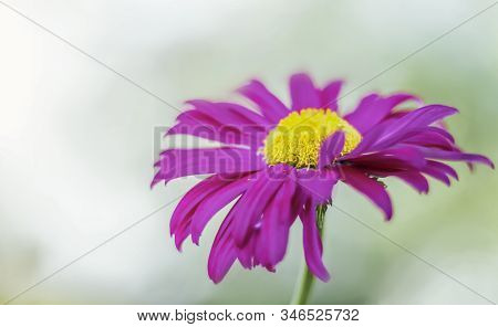 Echinacea Growing In The Garden Is One Color In Soft Focus.