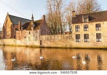 Swans Swimming In The Lake Of Love By The The Beguinage Of Bruges (benedectine Monastery) In Histori